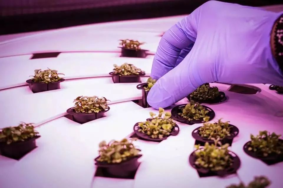 什么是垂直農場？垂直農場的盈利前景與經典案例