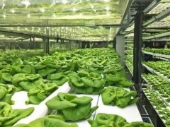 什么是垂直農場？垂直農場的盈利前景與經典案例