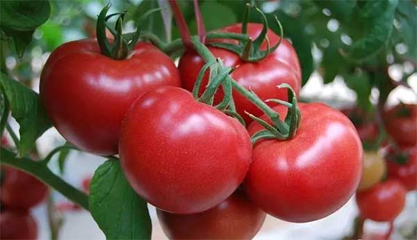 【海外農業】沙漠種糧食，零排放養魚，空氣中取水&hellip;以色列如何逆天成為農業強國？