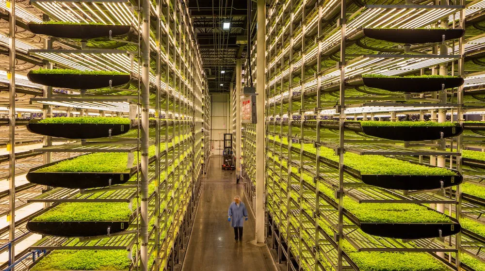 垂直農業領域的&ldquo;泡沫&rdquo;要爆？