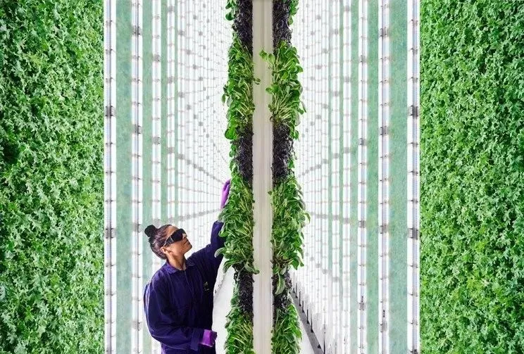 垂直農業領域的&ldquo;泡沫&rdquo;要爆？