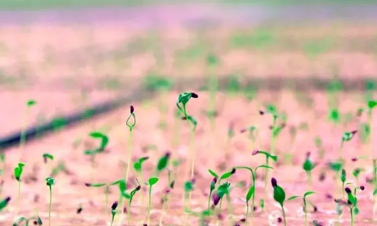 垂直農業領域的&ldquo;泡沫&rdquo;要爆？