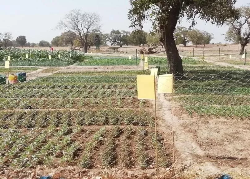 糧食產量高，生活有余裕&mdash;&mdash;中國專家在布開展水稻高產競賽和蔬菜種植培訓