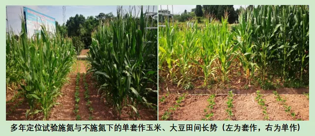 玉米大豆長期發展趨勢！大豆自產量可增三倍，利潤翻倍！