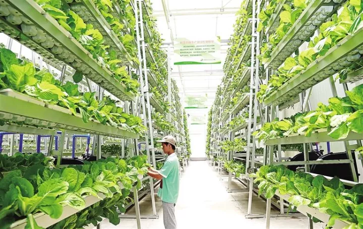 新加坡農業：5大創新玩法，中國農業值得借鑒