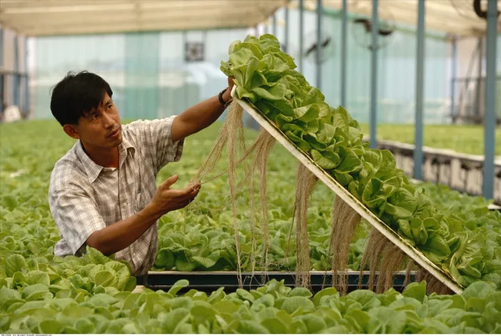 新加坡農業：5大創新玩法，中國農業值得借鑒