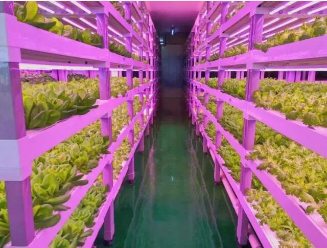 透視中日荷三國&ldquo;植物工廠&rdquo;案例，植物工廠的下一站又是什么