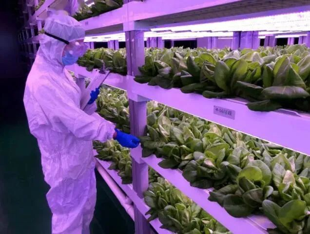 透視中日荷三國&ldquo;植物工廠&rdquo;案例，植物工廠的下一站又是什么