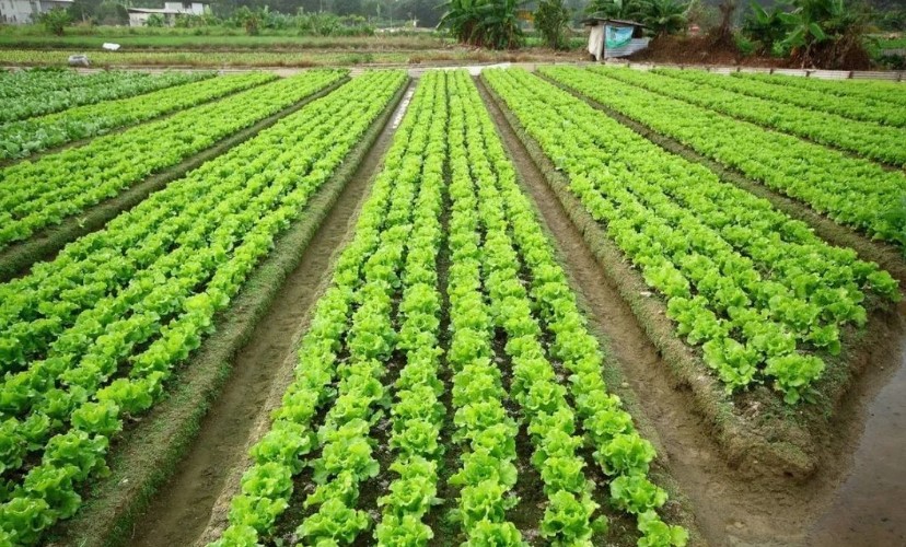 2022耕地地力保護補貼各地新標準，一畝補多少錢？速看