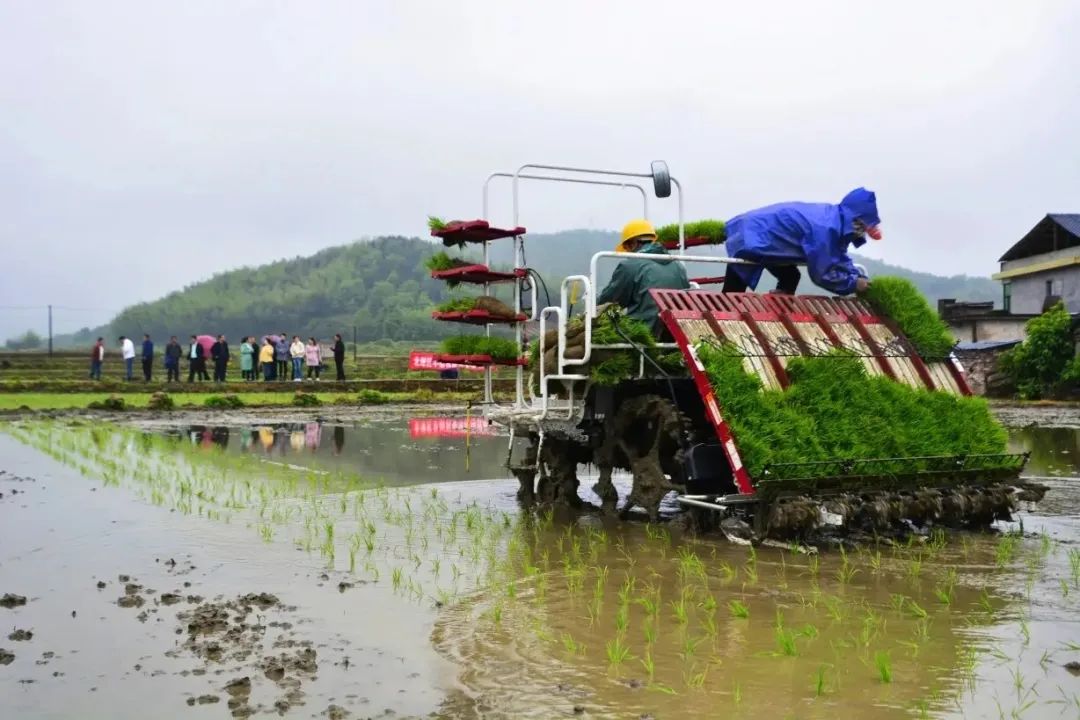 提高補貼居首！六大舉措推進南方水稻機械化種植！