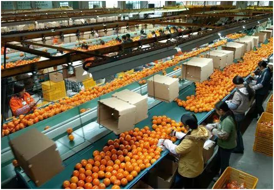 標準化，農業品牌化的致勝之路