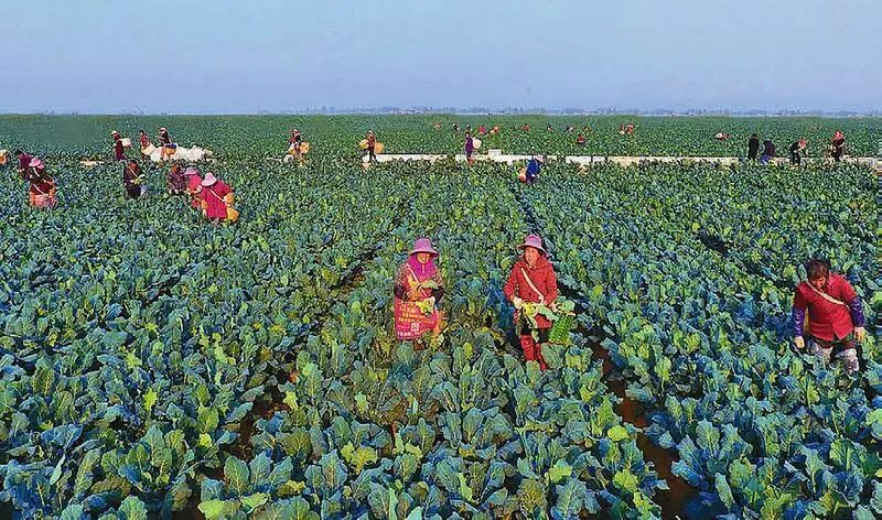 提檔升級！“十四五”期間我省將建50個省級現代農業產業高質量發展示范園