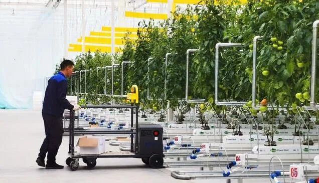 京津冀最大單體智能溫室亮相！“番茄森林”首批產量將達700噸！