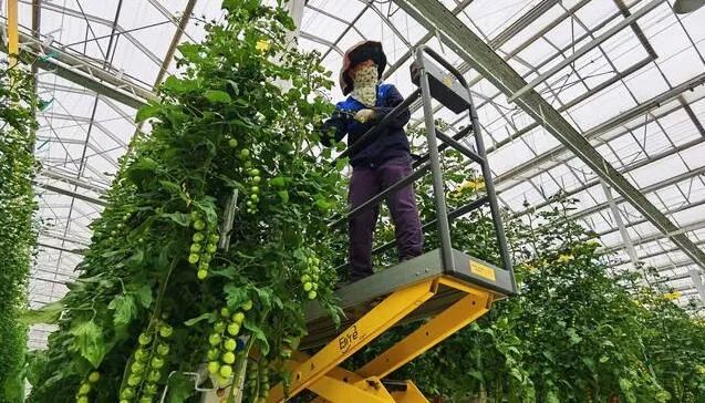 京津冀最大單體智能溫室亮相！“番茄森林”首批產量將達700噸！