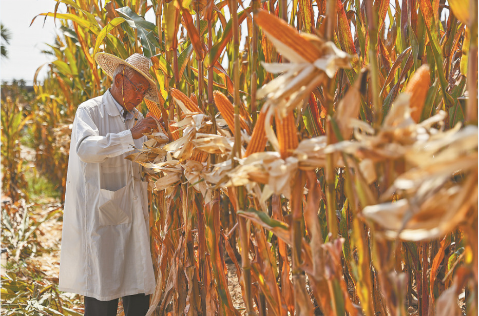 深度透視！農業“芯片”：中國種子戰略