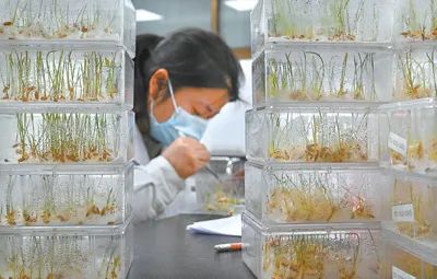 深度透視！農業“芯片”：中國種子戰略