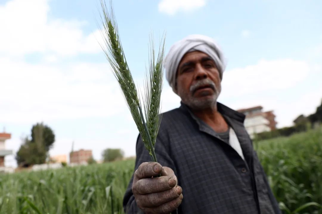 俄烏局勢對主要農產品國際市場與貿易的影響有哪些？