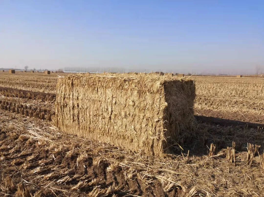 填補我國高端打捆機領域空白！大型高密度打捆機研制成功！