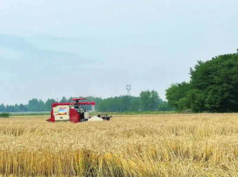 羅錫文院士現場指導！四川首個無人農場小麥豐收！