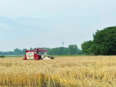 羅錫文院士現場指導！四川首個無人農場小麥豐收！