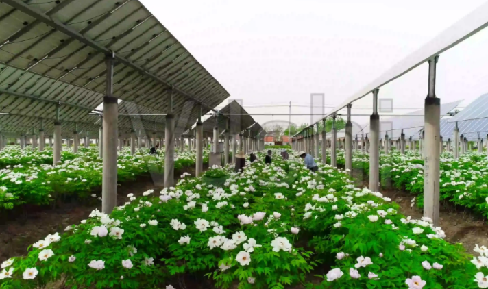 光伏農業：政策利好，鄉村振興加速器，但商業模式有待升級