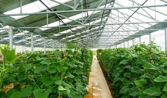 光伏農業：政策利好，鄉村振興加速器，但商業模式有待升級