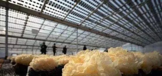 光伏農業：政策利好，鄉村振興加速器，但商業模式有待升級