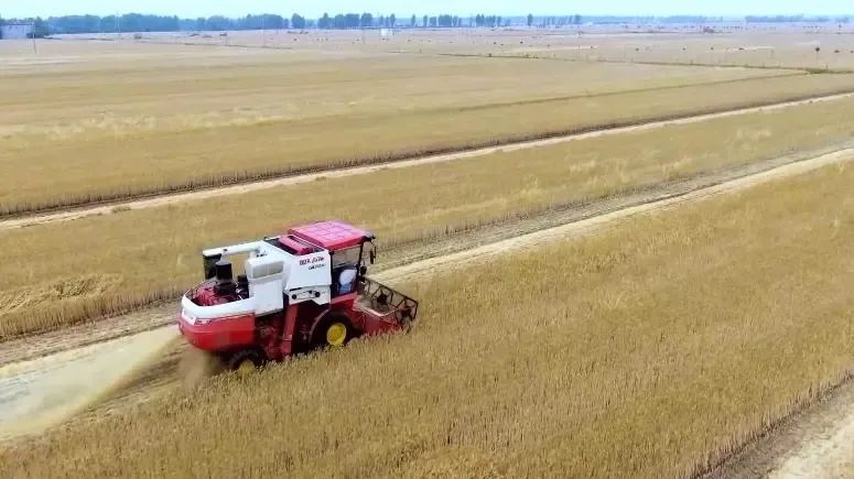 穩了！“中原糧倉”實現麥收供需對接全覆蓋！