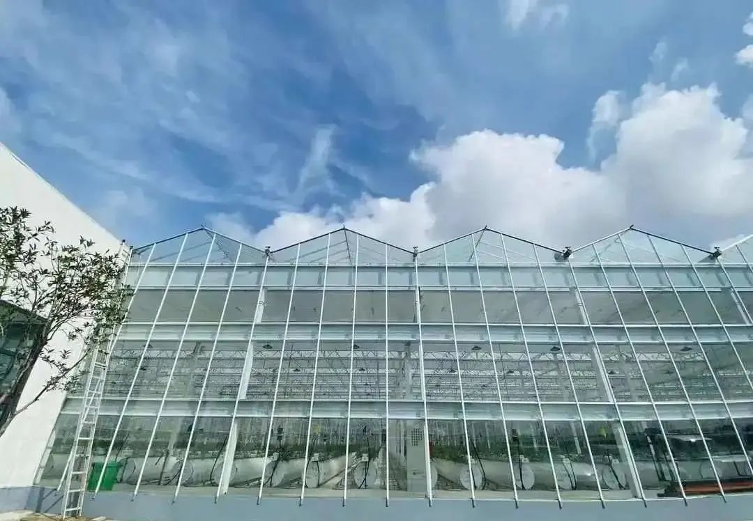 棚內28攝氏度！嘉興這里的數字農業車間很“清涼”