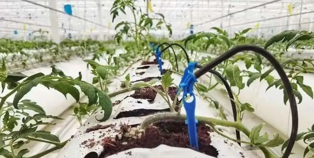 棚內28攝氏度！嘉興這里的數字農業車間很“清涼”