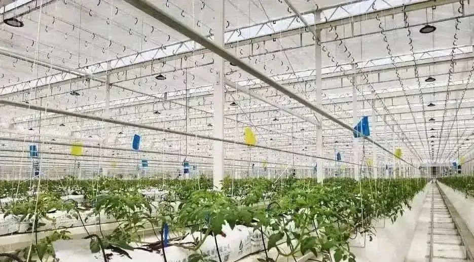 棚內28攝氏度！嘉興這里的數字農業車間很“清涼”