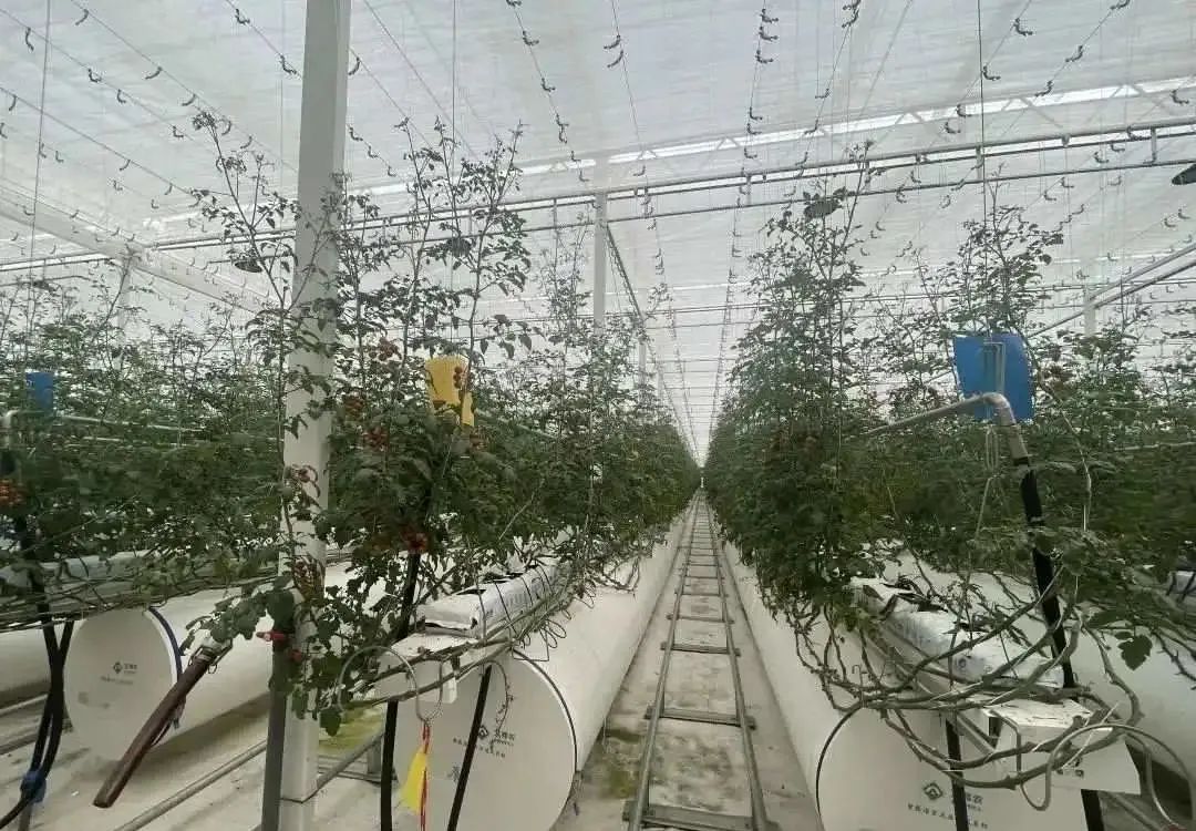 棚內28攝氏度！嘉興這里的數字農業車間很“清涼”