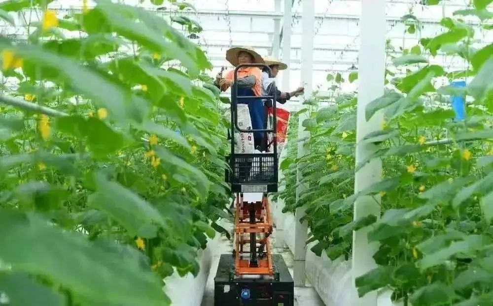 棚內28攝氏度！嘉興這里的數字農業車間很“清涼”