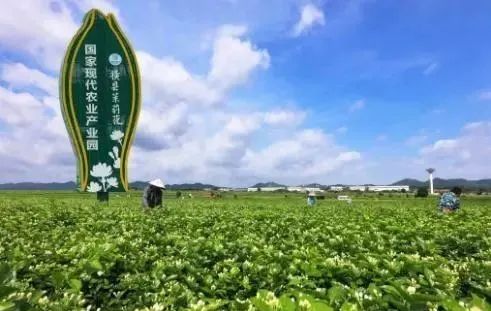 【縣域農業】縣域是未來農業品牌建設的主戰場！