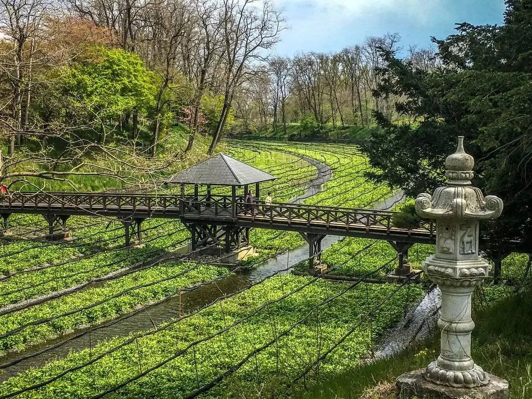 日本百年芥末農場：精耕單品，專注美食，以靜制動