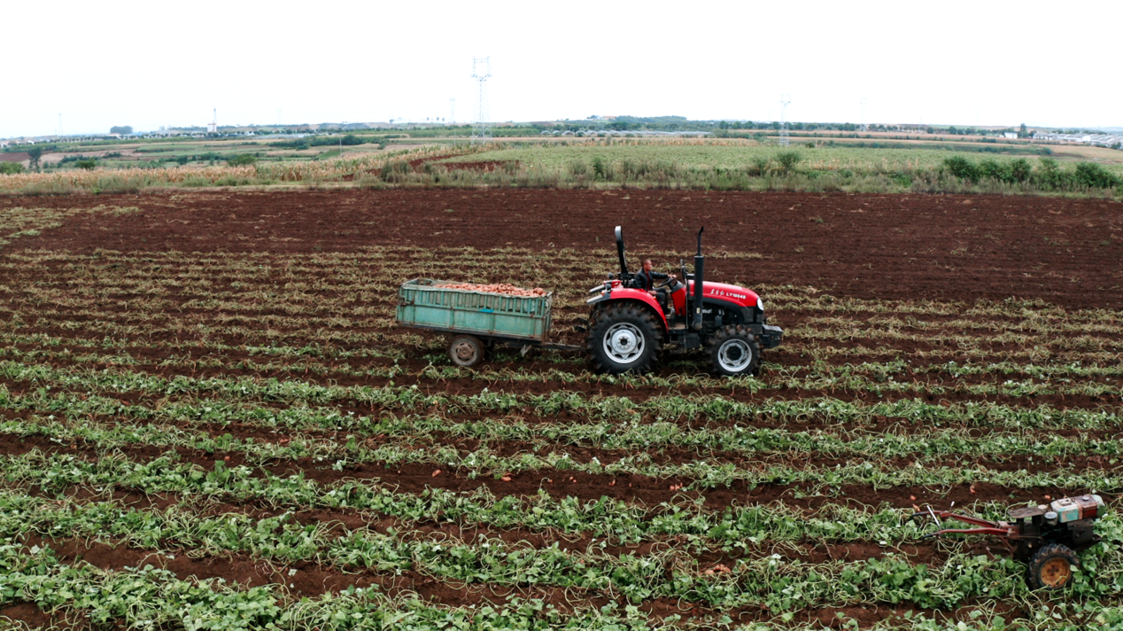 宜城紅薯：新電商怎么“生生造出”一個新產業？