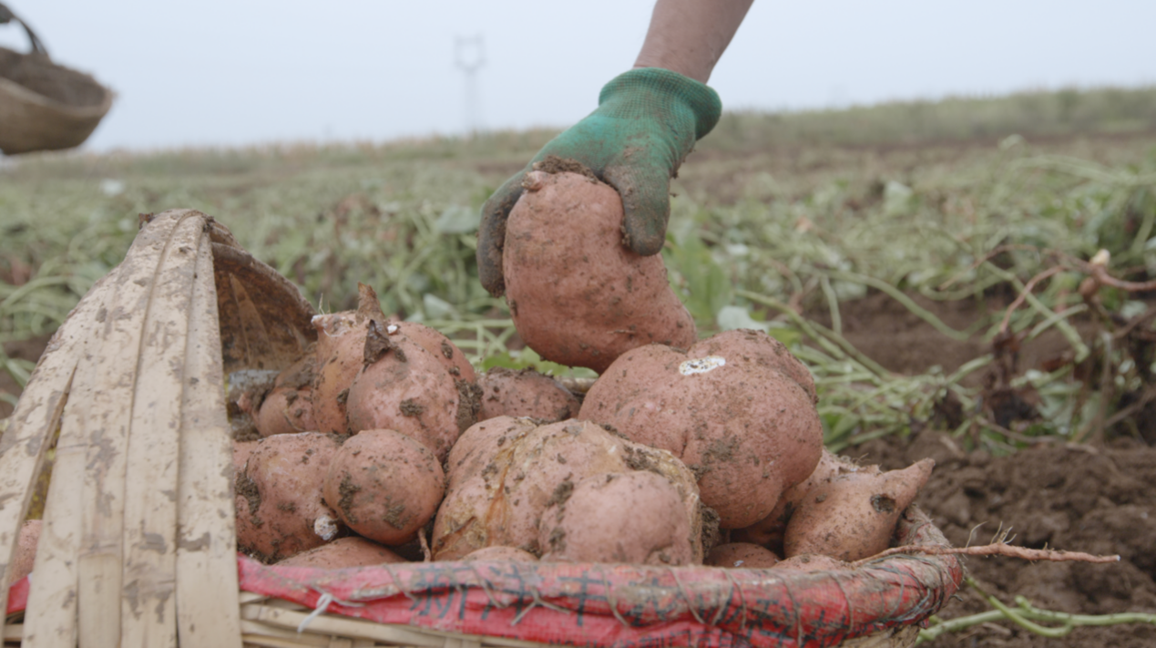 宜城紅薯：新電商怎么“生生造出”一個新產業？