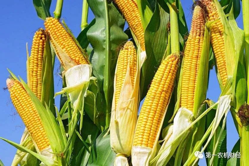 玉米淀粉限制出口了，玉米將繼續值錢