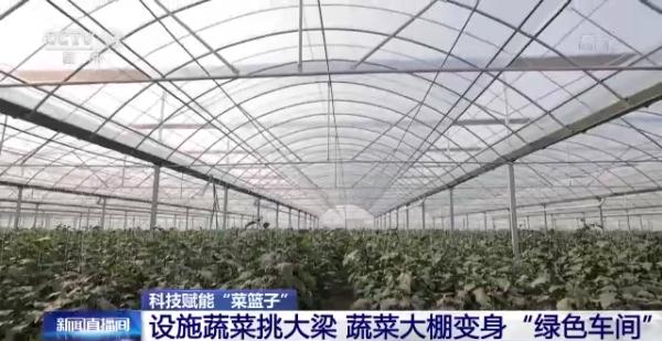 科技賦能“菜籃子”！看蔬菜大棚如何變身“綠色車間”