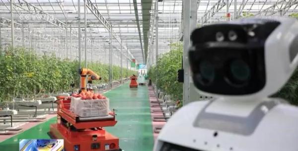 科技賦能“菜籃子”！看蔬菜大棚如何變身“綠色車間”
