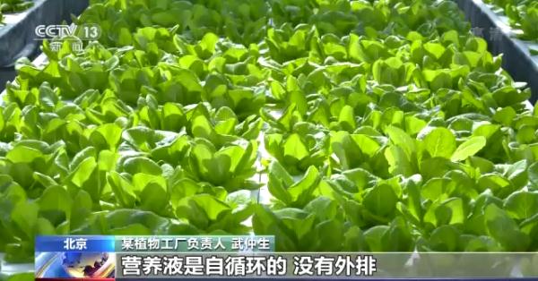 科技賦能“菜籃子”！看蔬菜大棚如何變身“綠色車間”