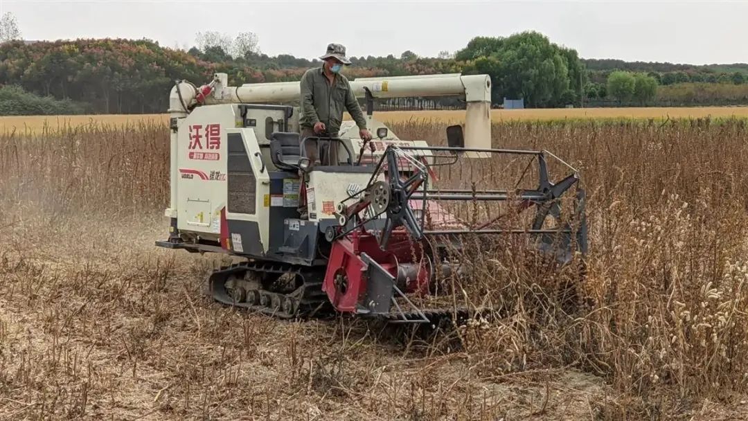 5分鐘收完一畝地！ 湖北攻克芝麻生產全程機械化！
