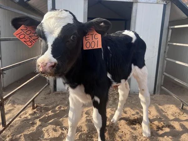 國內首次！楊凌農科專家團隊給良種奶牛裝上“中國芯”