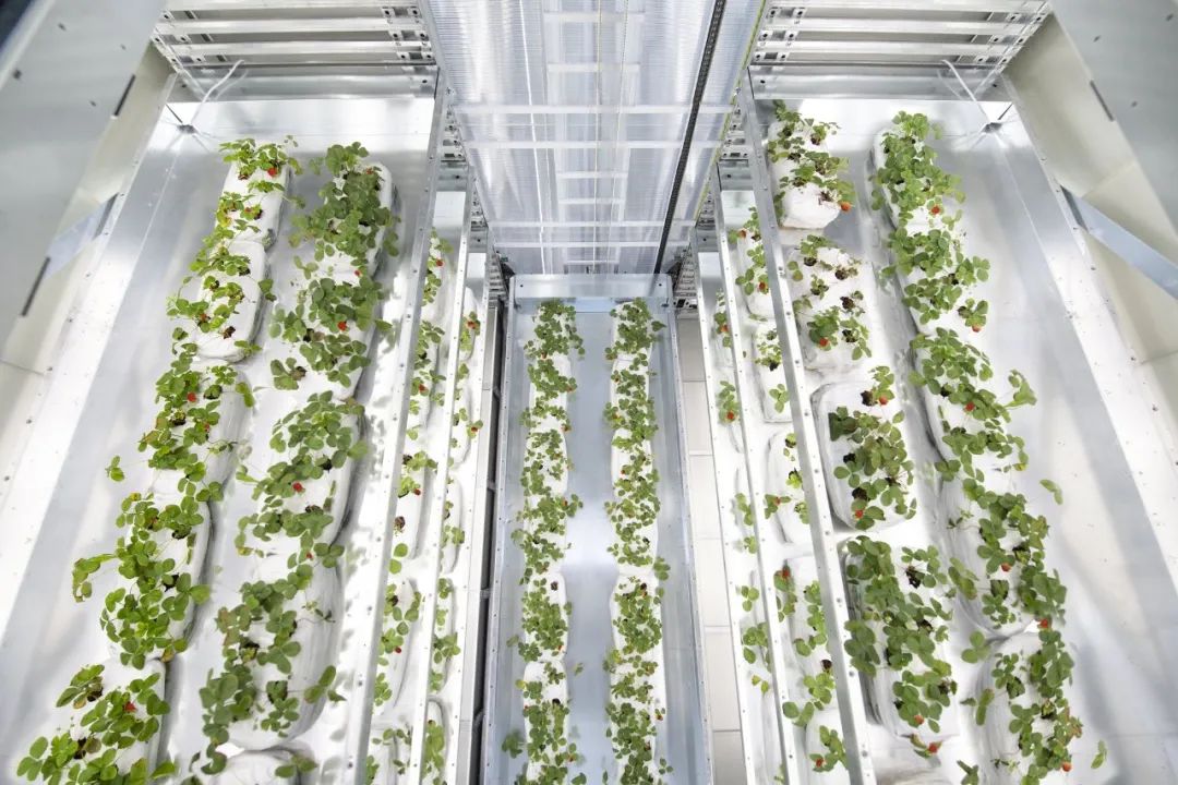 EIMA 2022技術創新獎釋出，自主性和環境友好產品受青睞