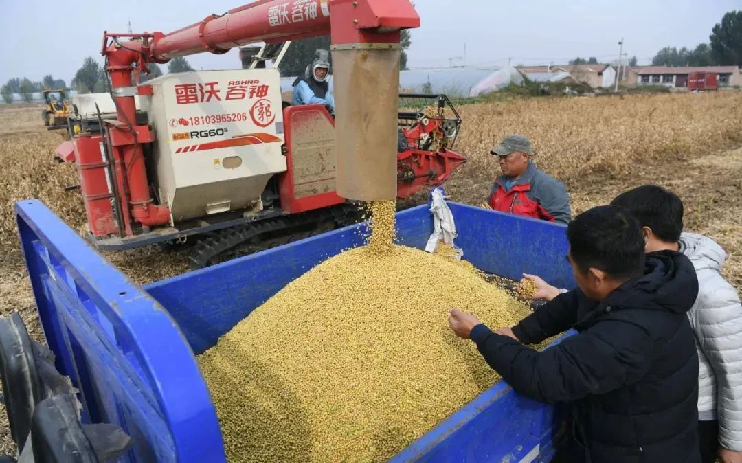 糧安天下，大豆振興之路還需面對哪些挑戰？