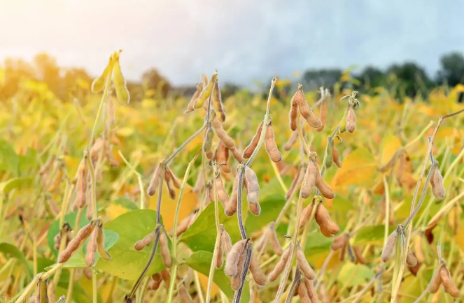糧安天下，大豆振興之路還需面對哪些挑戰？