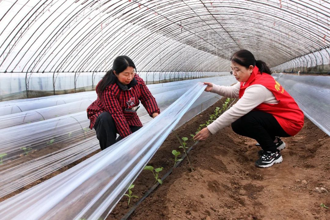 超30省區市將遭寒潮速凍，17條蔬菜生產官方指導，建議收藏！