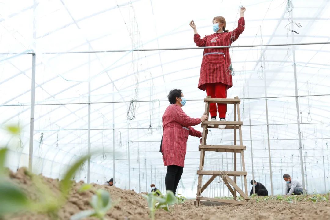 超30省區市將遭寒潮速凍，17條蔬菜生產官方指導，建議收藏！