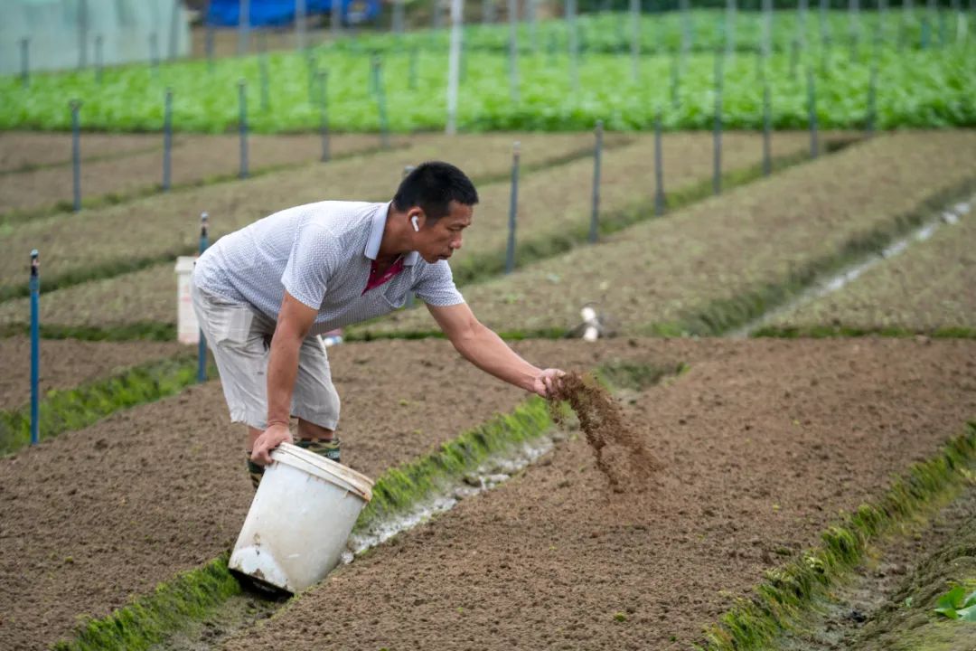 超30省區市將遭寒潮速凍，17條蔬菜生產官方指導，建議收藏！