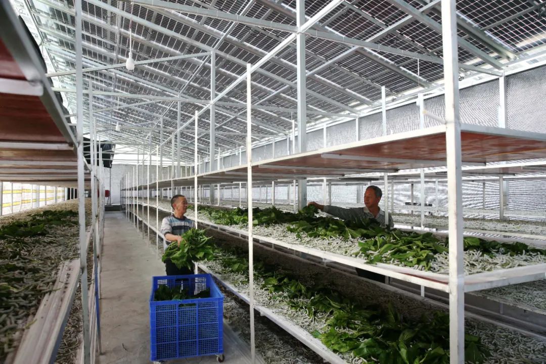 超30省區市將遭寒潮速凍，17條蔬菜生產官方指導，建議收藏！